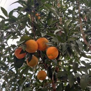 Meet your Posher, Mevo